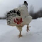 We have a cold front coming with double digits in the negative - so you already know TJ Ella got a little supervised outside time today