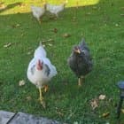 Just want to confirm which breeds I have here! TIA for your help!