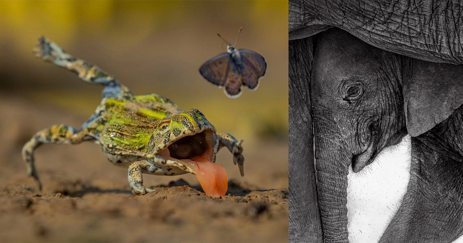 15 Mesmerizing Winners From the GDT Nature Photographer of the Year 2026