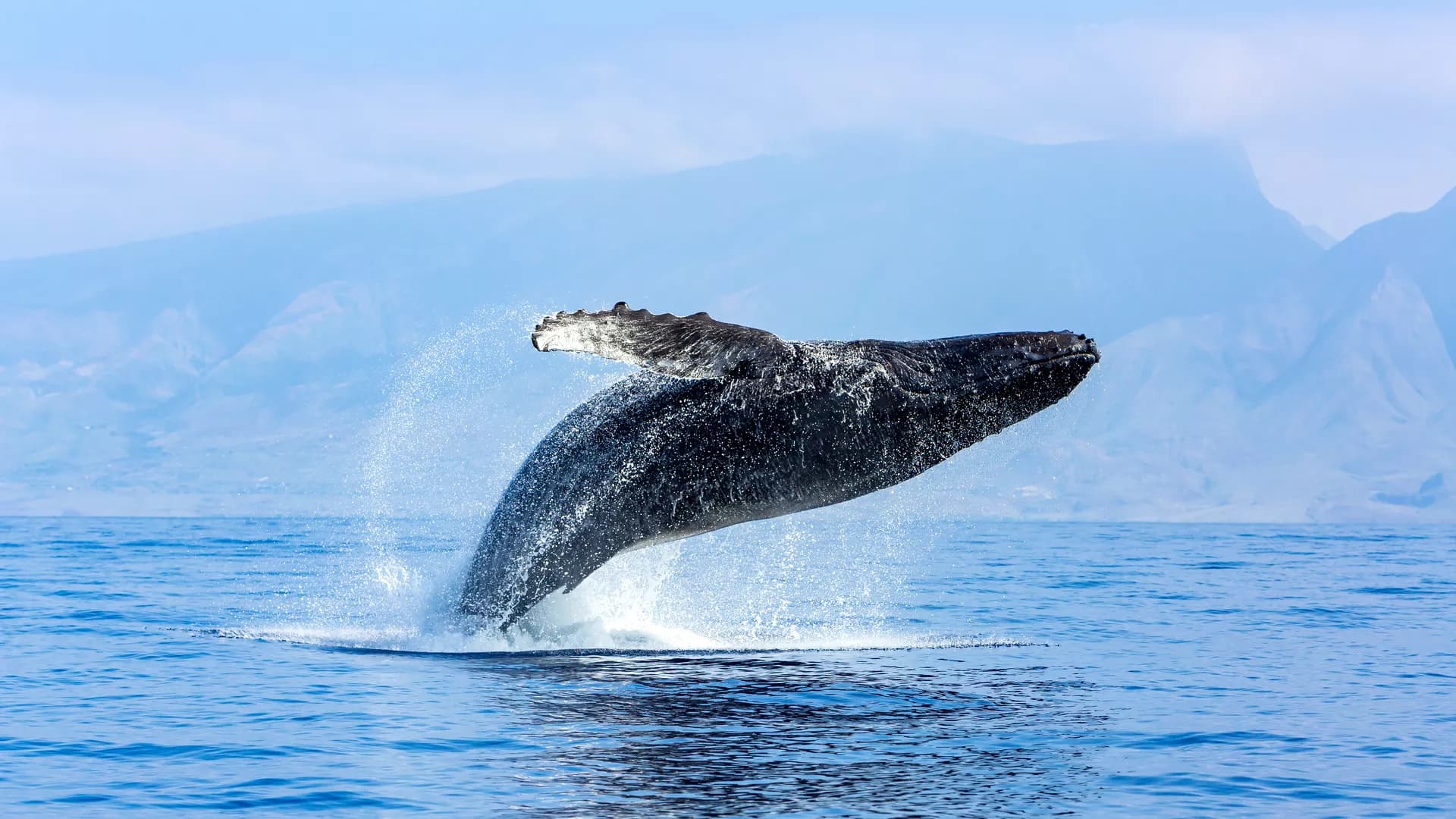 Evolutionary game analysis of pirate attack based on prospect theory